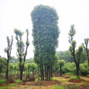 多杆香樟