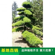 造型罗汉松