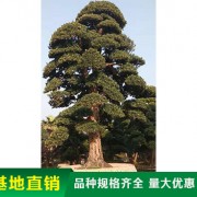 造型罗汉松