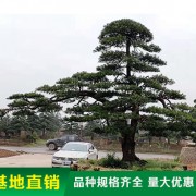 造型罗汉松