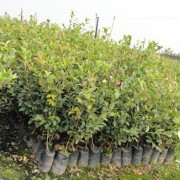 三年大杯油茶苗