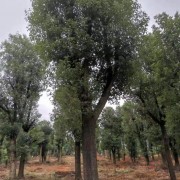 骨架移植香樟18-60公分