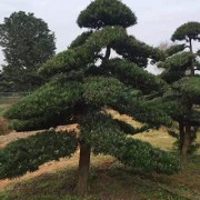 罗汉松规格齐全