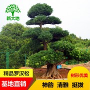 10年叶片精品造型罗汉松 镇宅罗汉松 长寿罗汉松