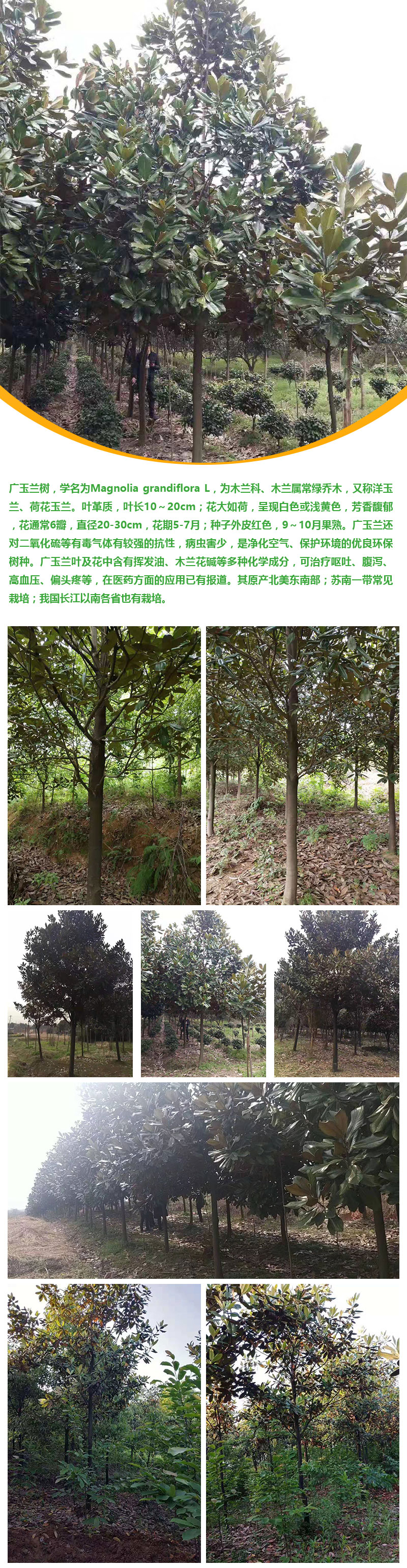 广玉兰详情页