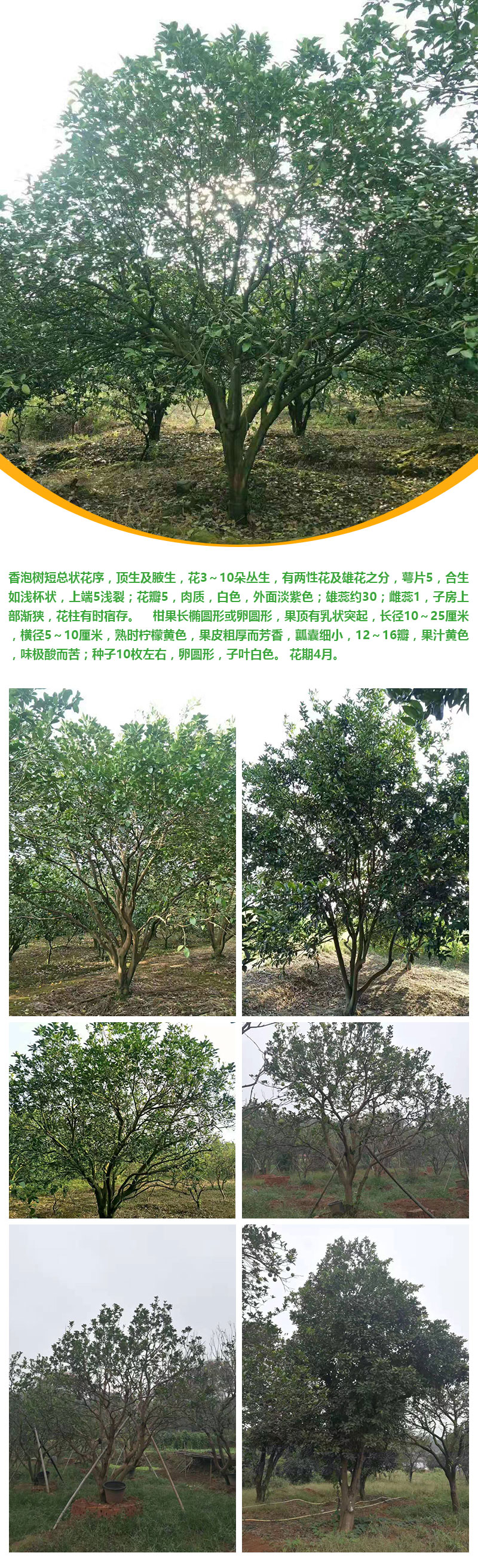 香泡详情