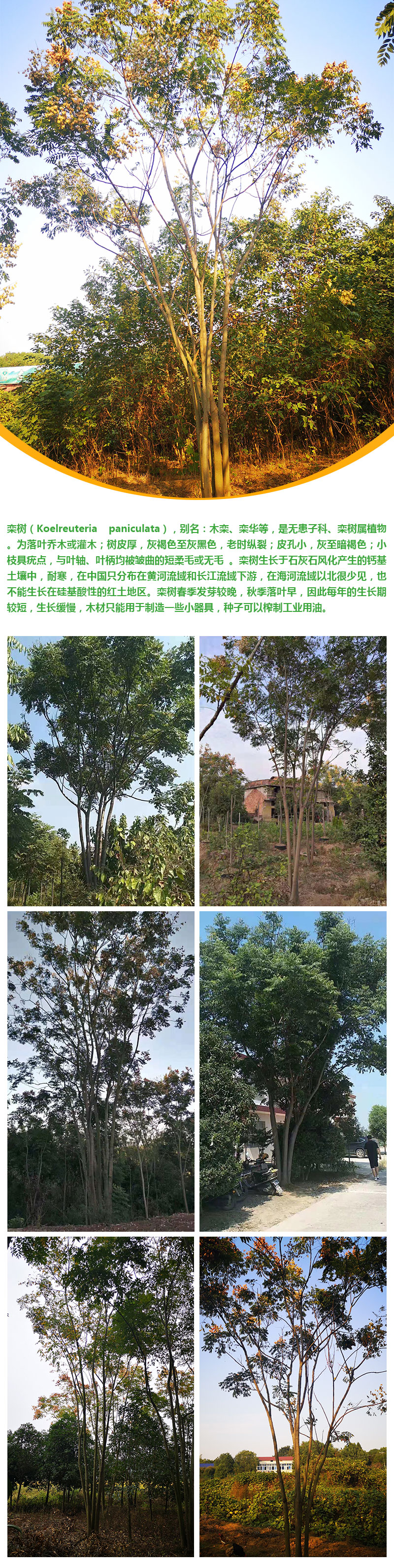 丛生栾树详情