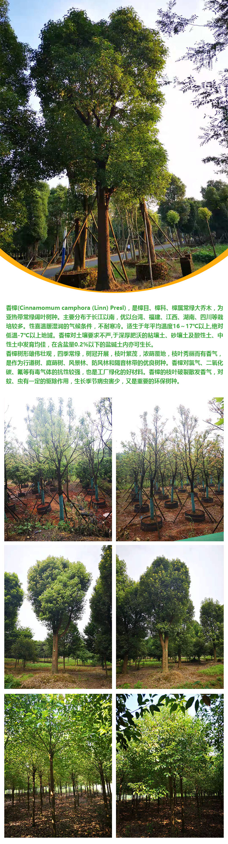 香樟详情