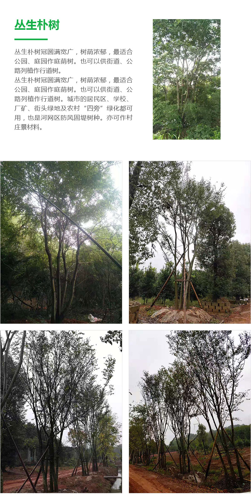 详情